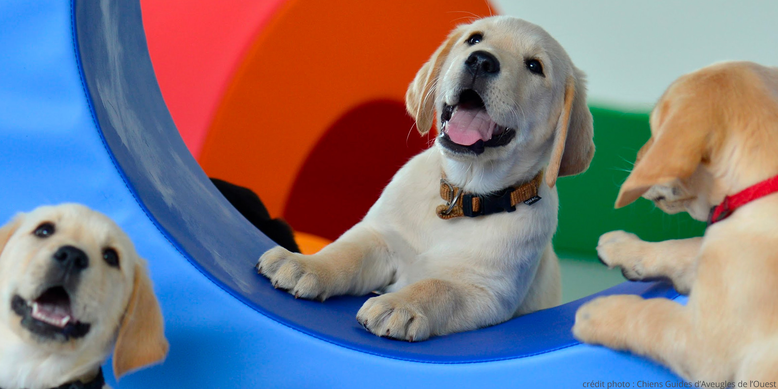 chiens guide jeune labrador sable dans blocmodules roue blog wesco