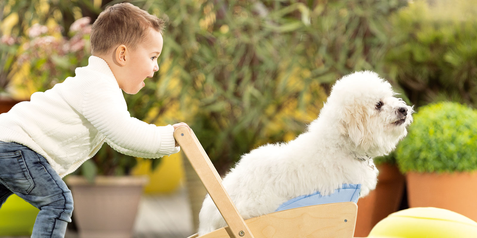 animal de compagnie enfant chien wesco